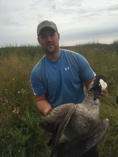 Greater Canada Goose