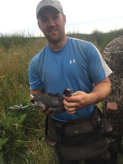 Coot