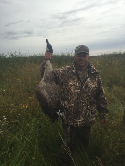 Greater Canada Goose