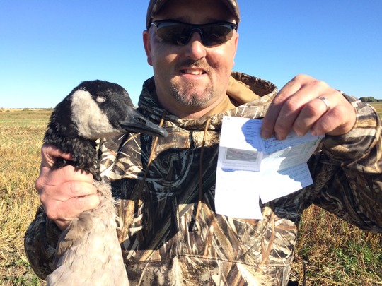 Greater Canada Goose