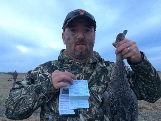 Pintail Duck