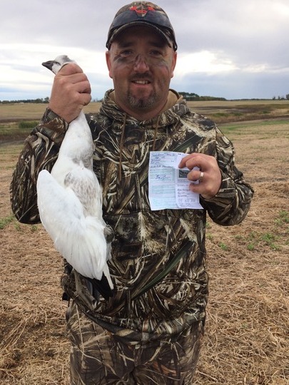 Ross's Goose