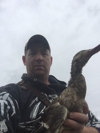 Mallard Duck