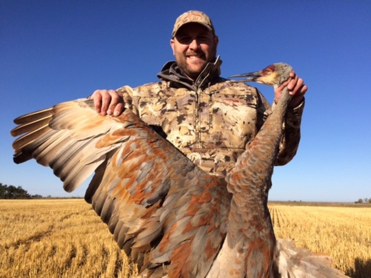 Sandhill Crane