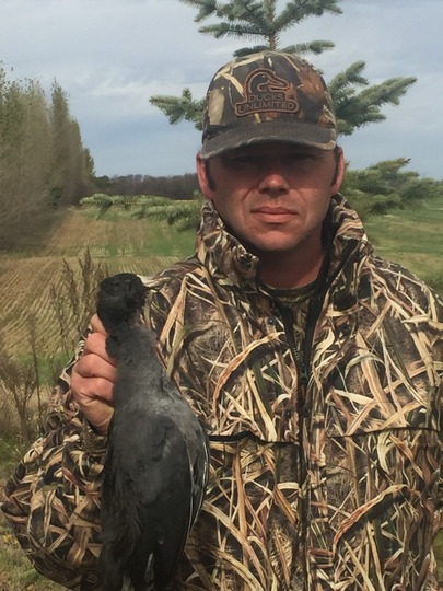 Coot