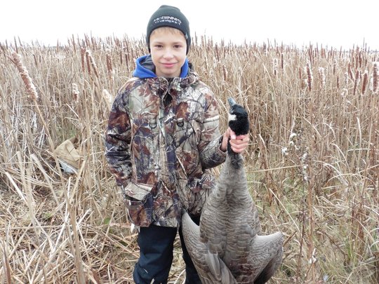 Greater Canada Goose