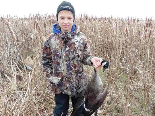Lesser Canada Goose