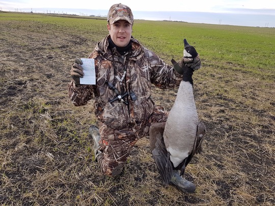 Greater Canada Goose