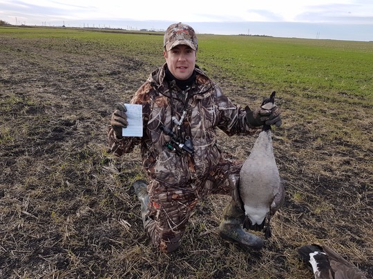 Lesser Canada Goose