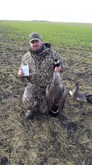 Greater Canada Goose
