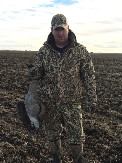 Greater Canada Goose