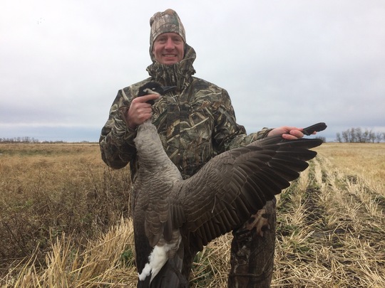 Greater Canada Goose