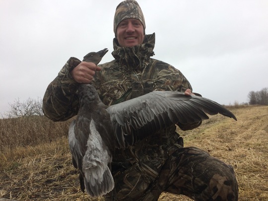 Snow Goose