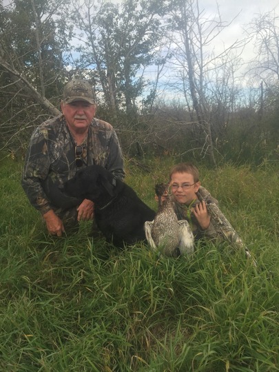 Gadwall Duck