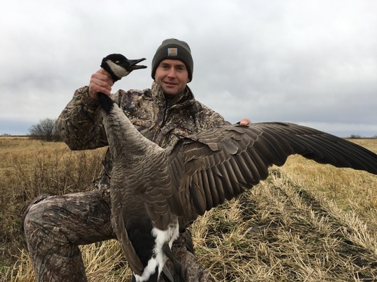 Greater Canada Goose