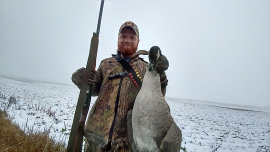 Greater Canada Goose