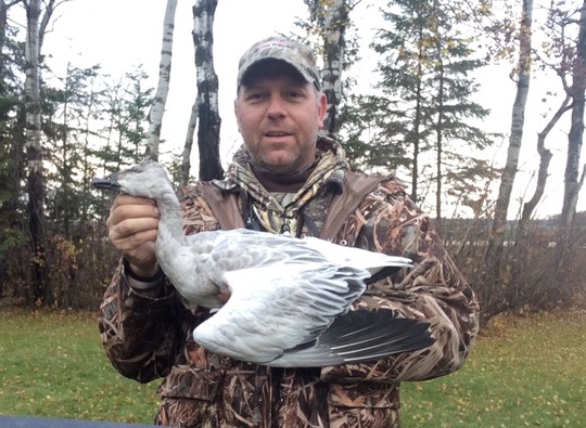 Snow Goose