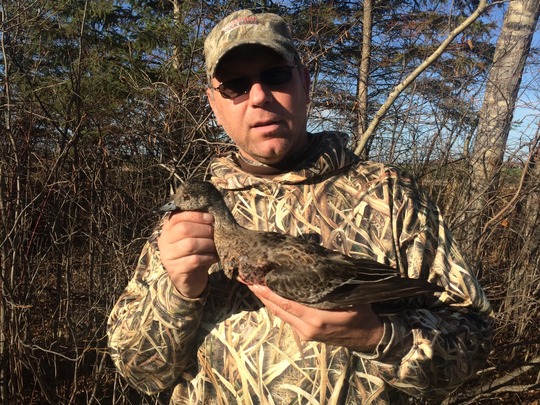 American Widgeon Duck