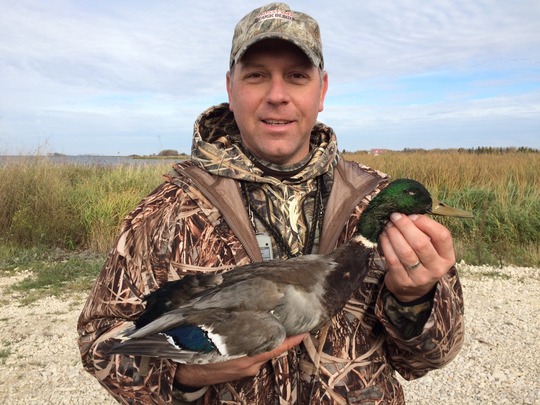 Mallard Duck