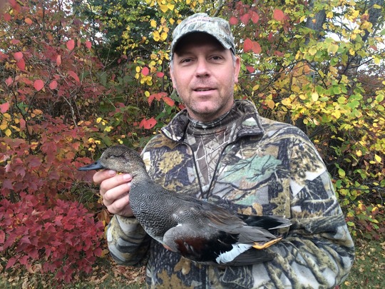 Gadwall Duck