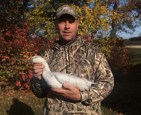 Ross's Goose