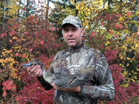 Pintail Duck