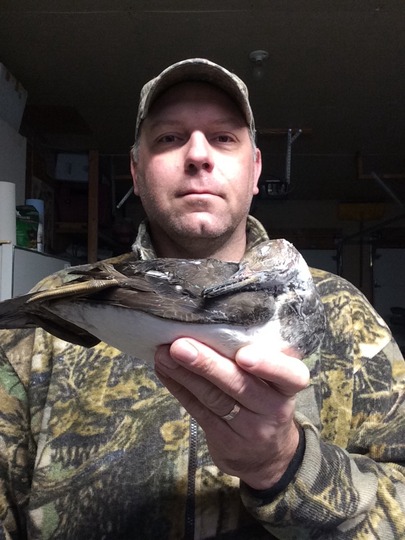 Merganser Duck