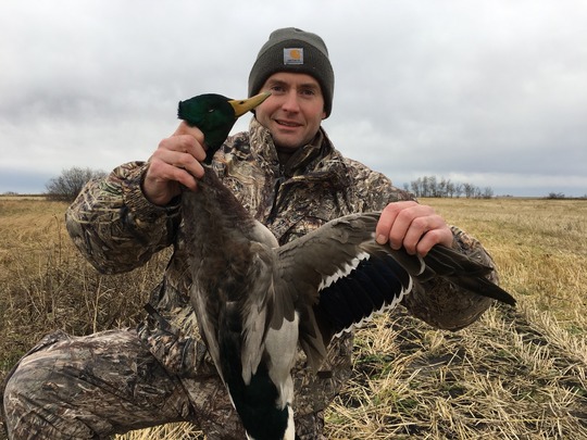 Mallard Duck