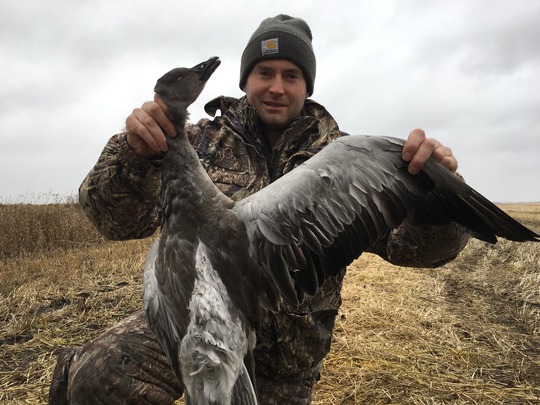 Snow Goose
