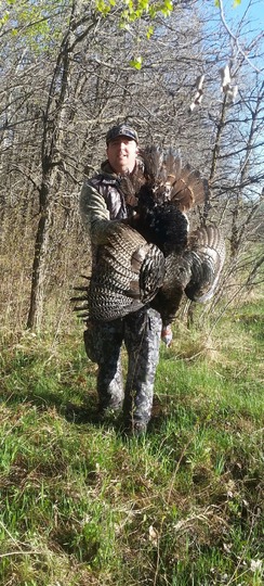 Wild Turkey