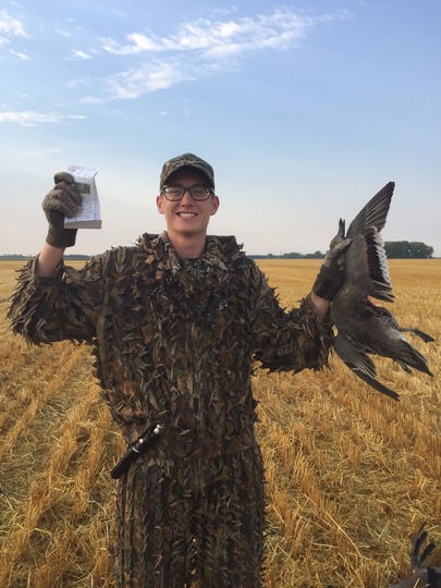 Pintail Duck
