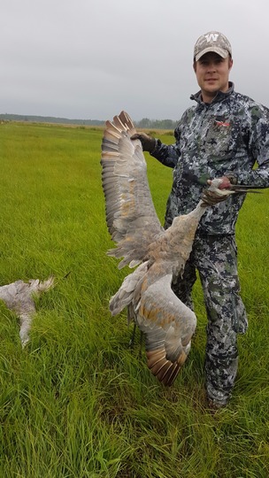 Sandhill Crane