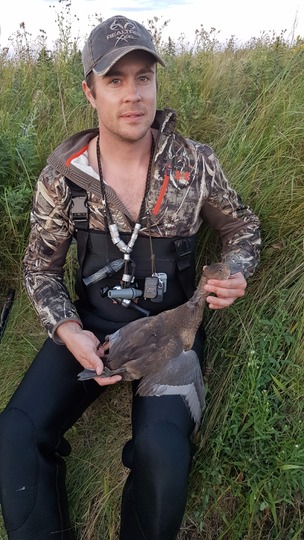 Gadwall Duck