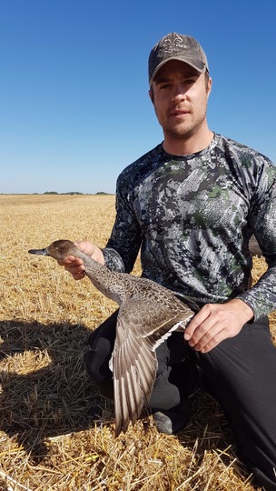Pintail Duck