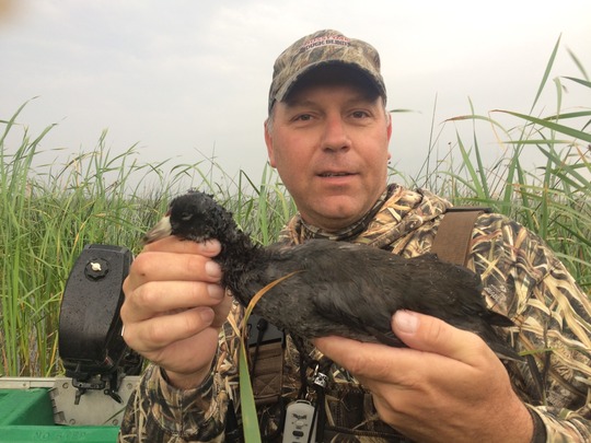 Coot