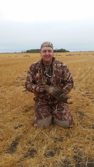 Pintail Duck