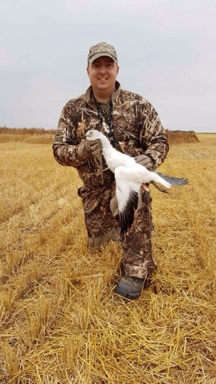 Ross's Goose