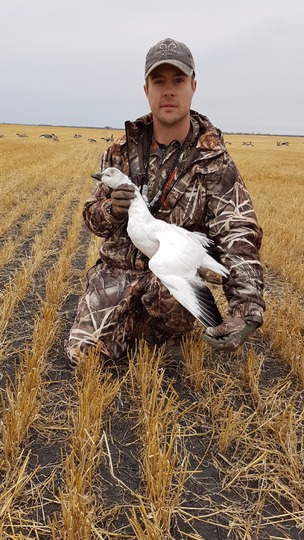 Ross's Goose