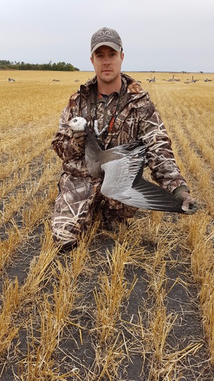 Blue Goose
