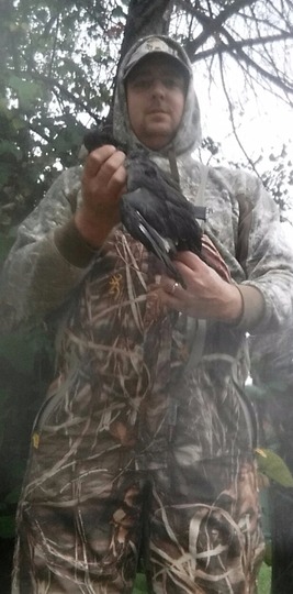 Coot