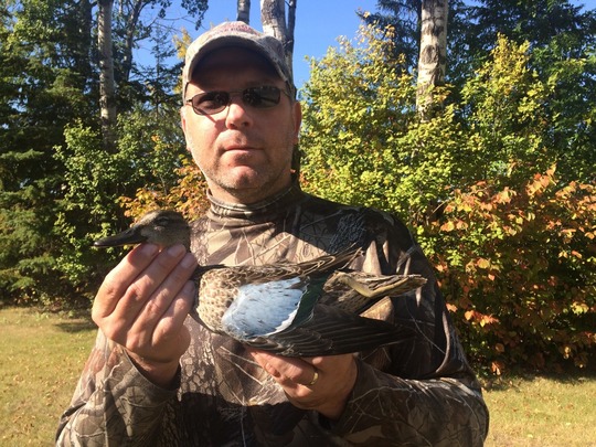 Blue Winged Teal Duck