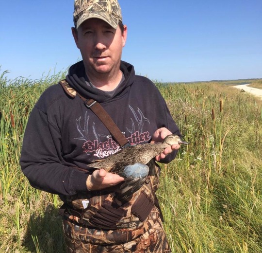Blue Winged Teal Duck