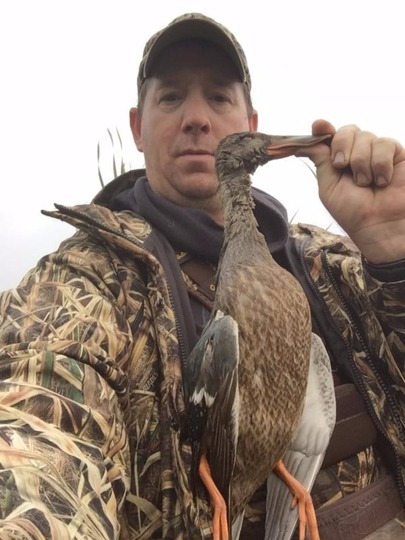 Shoveler Duck