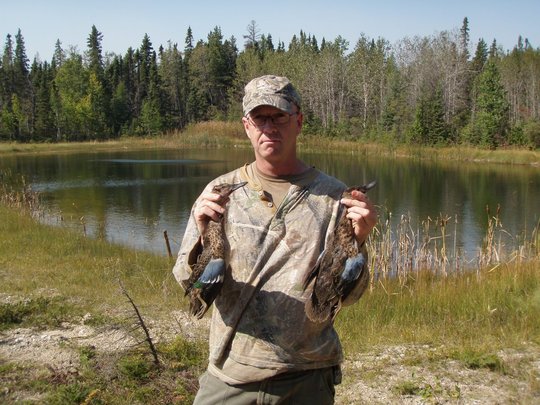 Blue Winged Teal Duck