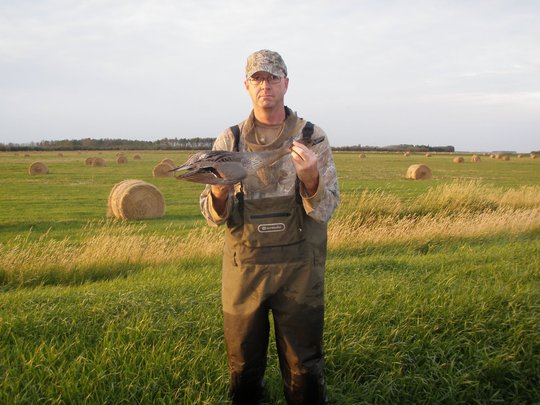 Pintail Duck