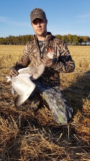 Snow Goose