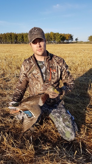 Mallard Duck