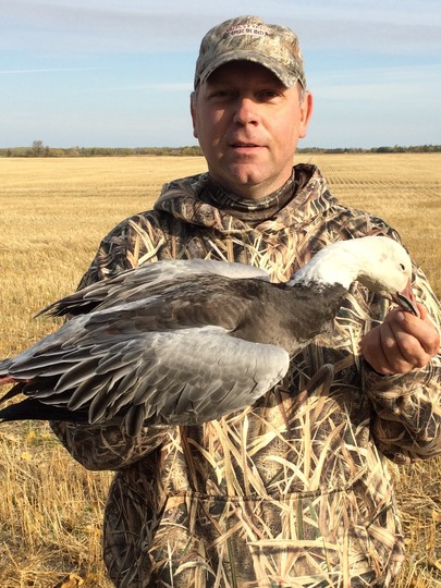 Blue Goose