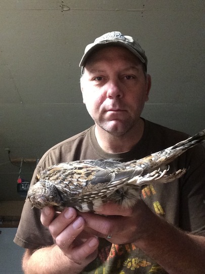 Ruffed Grouse