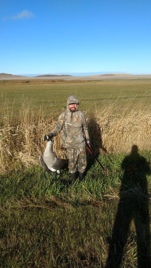 Greater Canada Goose